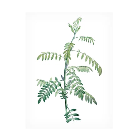 Vision Studio 'Soft Green Botanical III' Canvas Art, 18x24